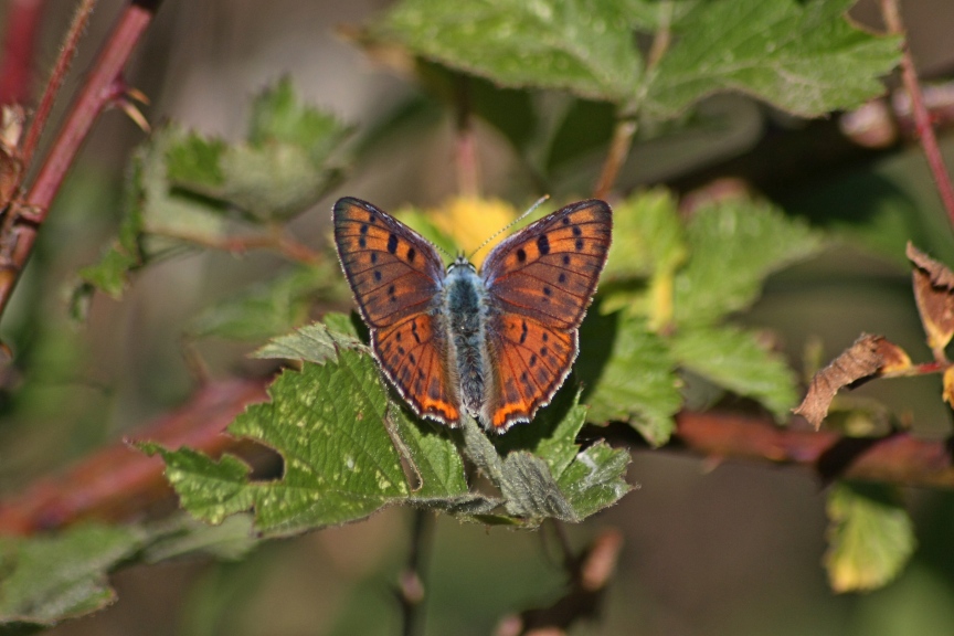 Lycaena alciphron?
